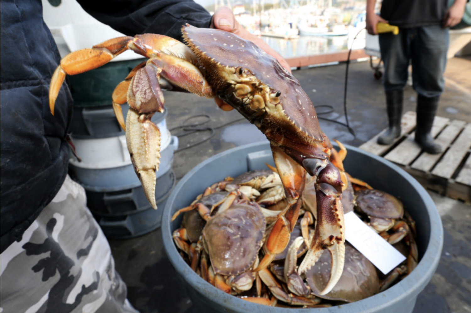 Crab Season Has Arrived In The Half Moon Bay Coastside Chamberlin PR